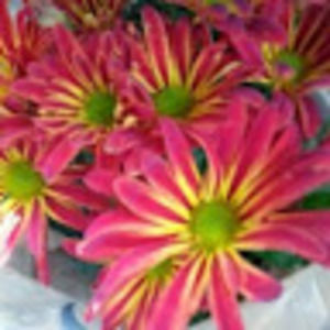 Meet your Posher, Debi